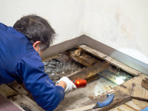 Best Mold Remediation Services  in Breezy Point, MN