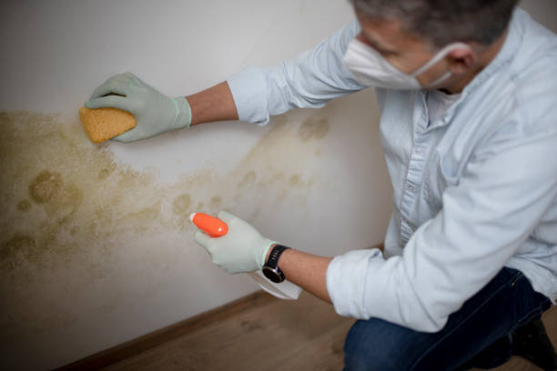 Best Local Mold Removal Service  in Breezy Point, MN