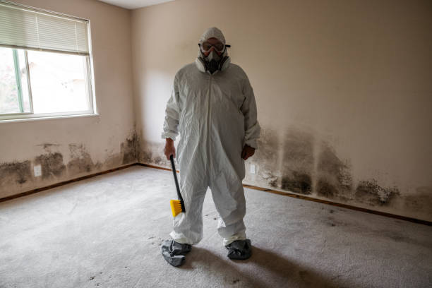 Best Emergency Mold Removal  in Breezy Point, MN