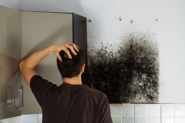 Best Mold Damage Repair  in Breezy Point, MN