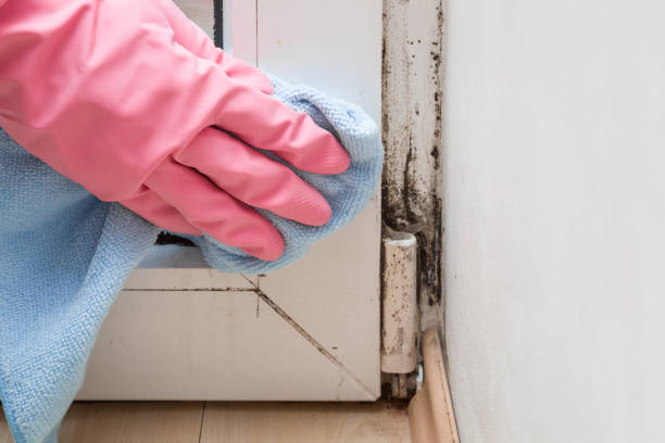 Best Office Mold Removal Services  in Breezy Point, MN