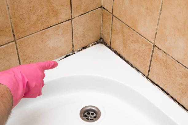 Best Residential Mold Removal  in Breezy Point, MN