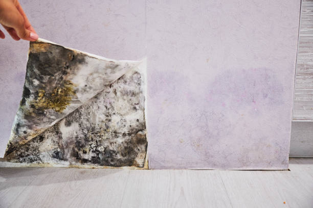 Certified Mold Removal in Breezy Point, MN